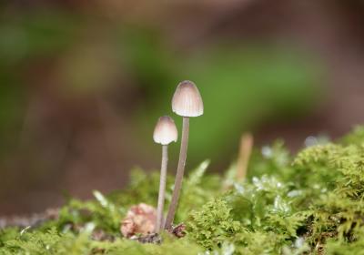 Marianne H'image - Champignons