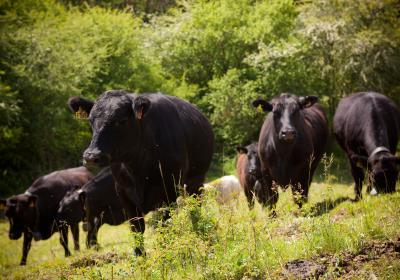 Visite gratuite de la Ferme des Pélissones_Seyne - Vache Angus