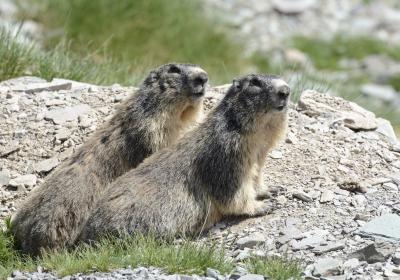 Marmottes - Marmottes