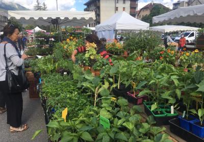 Foire aux plants de Barcelonnette - Foire aux plants de Barcelonnette