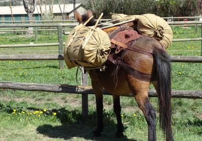 Mules en Seyne, Concours de bâtage et Jeux muletiers_Seyne - Mule