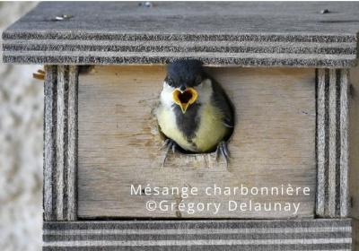 Atelier de fabrication de nichoirs à oiseaux_Seyne - mésange charbonnière