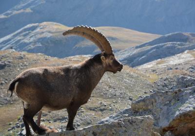 Bouquetin des Alpes - Bouquetin des Alpes