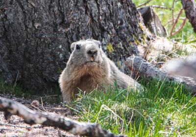Animations pédagogiques autour de la marmotte_Le Sauze 1400 - Marmotte