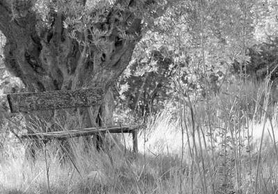 Expo photo "des arbres - des rêves" - Expo photo "des arbres - des rêves"