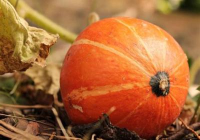 Atelier cuisine de Noël à l‘Alternateur_Seyne - Potimarron