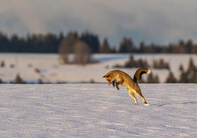 Exposition Éric Poussin photographe voyageur_Seyne - Renard dans la neige