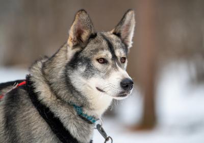 Découverte des chiens de traîneau - Le Sauze - Chien de traîneau
