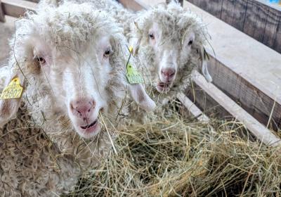 Ferme itinérante de La colline des Lutins à Chabanon_Selonnet - Mouton