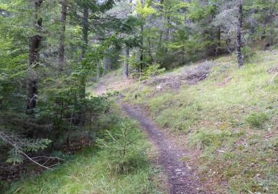 Journée internationale des forêts_Seyne - Forêt de mélèzes