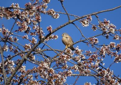 Journée taille et greffe des arbres fruitiers_Seyne - arbre