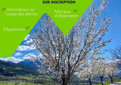Balade botanique familiale_Embrun - Balade botanique familiale_Embrun