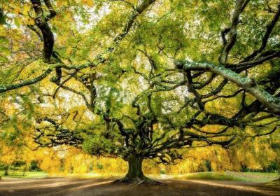 Exposition Les arbres remarquables de France - La Condamine-Châtelard