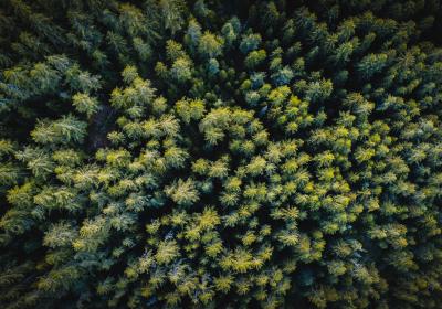 Table ronde autour de la forêt et du bois en Ubaye - Barcelonnette