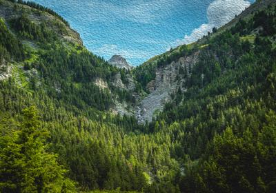 Exposition Les arbres en couleurs – Sous les branches de l’art