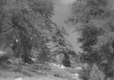 Exposition Les arbres en couleurs – Sous les branches de l’art_Barcelonnette