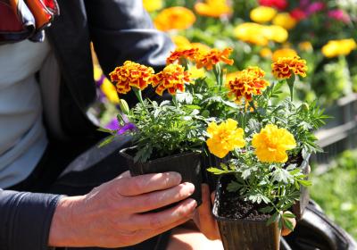 Foire aux Fleurs et aux Saveurs - Bouquet de fleur