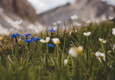 Causerie en montagne : À la découverte de la flore de l'Ubaye et des Alpes du sud_Barcelonnette