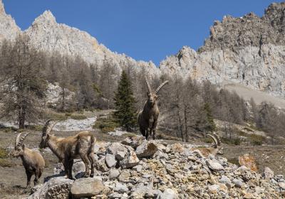 Causerie en montagne : Sur la trace des animaux_Barcelonnette
