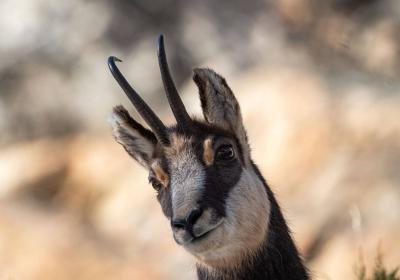 Chamois