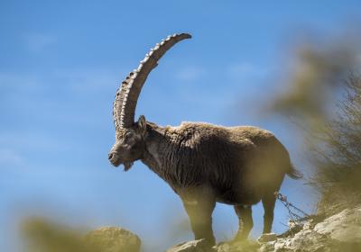 Les Dimanches du Sauze : Sortie avec accompagnateur en montagne - Randonnée sur la terre des bouquetins