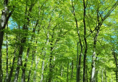 karoaké ls rimachays de pontis SLL - karoaké ls rimachays de pontis SLL