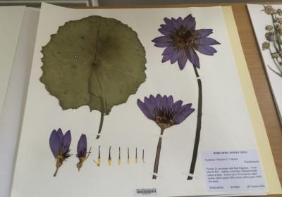 Atelier Herbier_Montclar - Herbier
