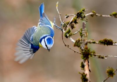 "Fête de la nature" Atelier photo_Montclar - Mésange bleue