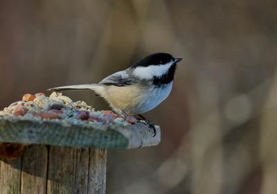 Safari des petites bêtes et découverte des oiseaux à la Maison du Mulet_Seyne - découverte des oiseaux