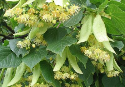 Balade botanique les plantes médicinales à Seyne - Balade botanique les plantes médicinales