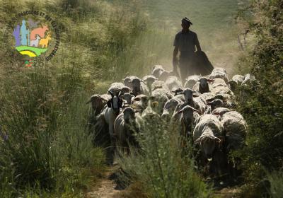 les moutons dans les drailles