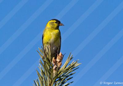 Conférence sur les oiseaux des prairies_Seyne - Oiseau