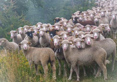 Moutons