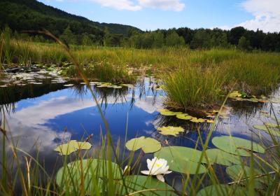 Le Lac de Saint-Léger - Le Lac de Saint-Léger