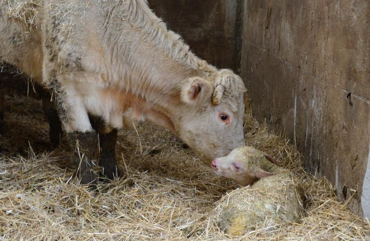 veau vache