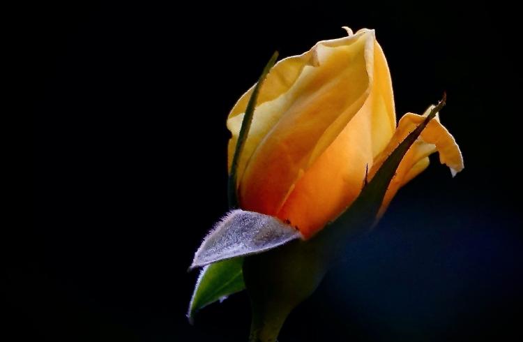 Marianne H'Image - Rose