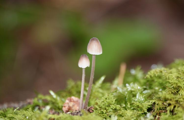 Marianne H'image - Champignons