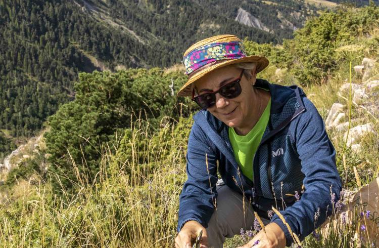 Christine Bonnat, cueilleuse-herboriste - cueillette de la lavande