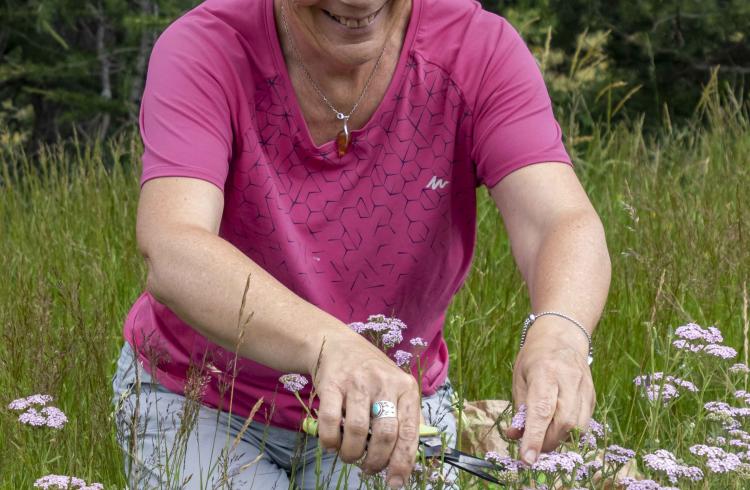 Christine Bonnat, cueilleuse-herboriste - cueillette de l'Achillée millefeuille