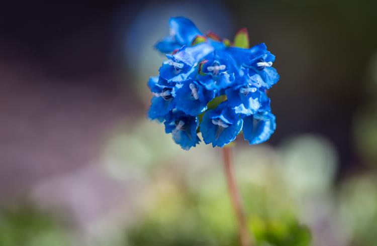 Corydalis panda - 