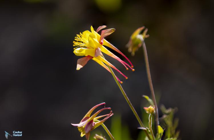 Aquilegia elegantula - 