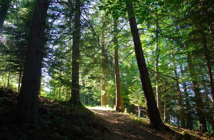 Sentier de découverte du Col de Fontbelle - Sentier forestier