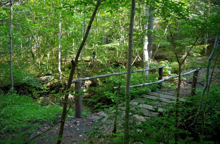 Sentier de découverte du Col de Fontbelle - Sentier forestier