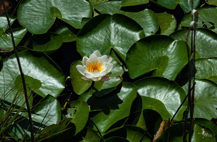 Tour de Saint-Léger - Nénuphar_Lac_St_Léger_Montclar