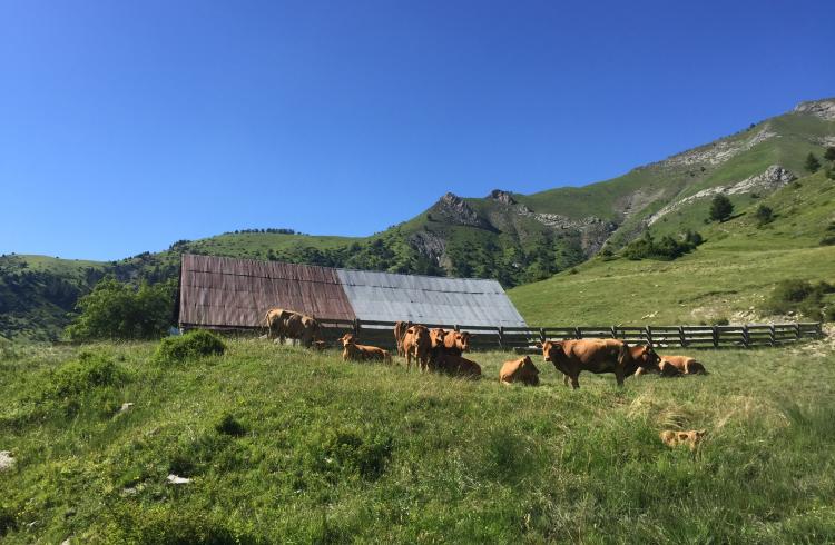 La Cabane des mulets n°15 - La Cabane des mulets