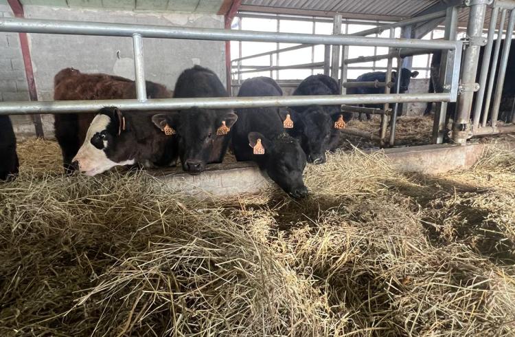 Visite gratuite de la Ferme des Pélissones_Seyne - Vaches Angus