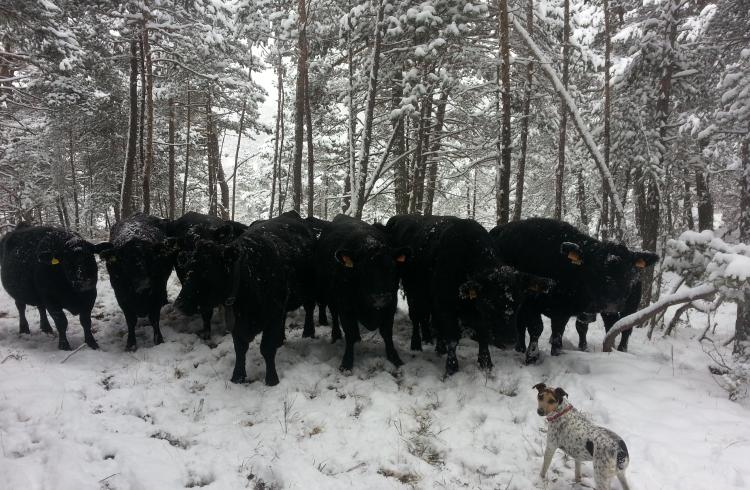 Visite gratuite de la Ferme des Pélissones_Seyne - Vache Angus