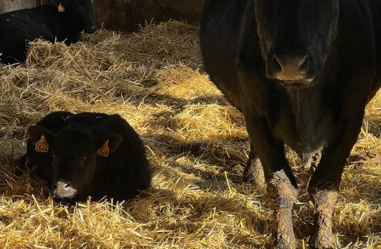 Visite gratuite de la Ferme des Pélissones_Seyne - Vache Angus