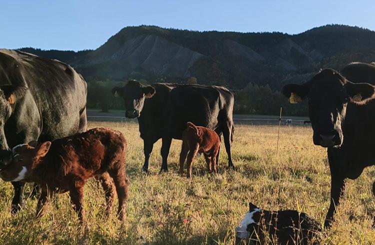 Visite gratuite de la Ferme des Pélissones_Seyne - Vache Angus