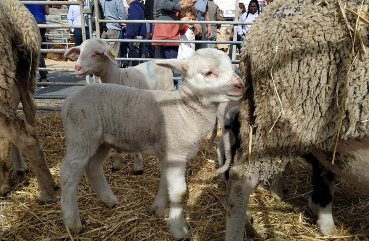 Foire agricole de Seyne - Foire agricole de Seyne